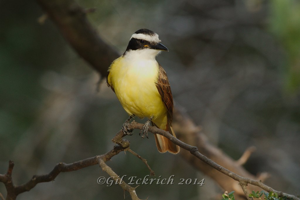 Great Kiskadee 2014-01-25_3.jpg